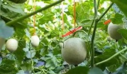 吃网纹瓜的博主,跟随博主品味独特口感之旅