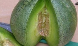 绿宝瓜能直接吃吗怎么吃,直接享用还是烹饪佳品？