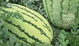 顺藤吃瓜花样图片,探秘花样图片背后的故事