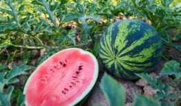 那就不看吧 吃瓜 吃瓜,吃瓜群众的热议焦点