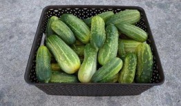 4hu52h吃瓜,网络热词背后的故事与影响