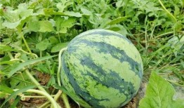 园区吃瓜,吃瓜群众的夏日狂欢记