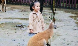 动物世界吃瓜群众,揭秘吃瓜群众的趣味观察