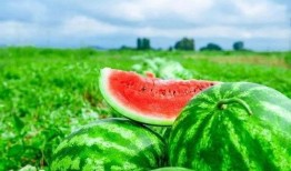 佳事临门吃瓜,瓜田喜事连连