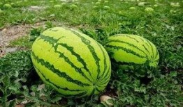 7月最新吃瓜,娱乐圈最新爆料大盘点