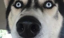 吃瓜群众二哈礼物图片表情包,吃瓜群众的欢乐源泉