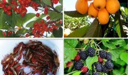 农村吃的桑瓜,农村餐桌上的天然美味与养生佳品