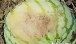 秦世纪吃瓜总结,揭秘古代宫廷的吃瓜风云