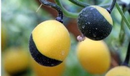 吊瓜心可以吃吗,可食用之谜，揭秘其营养价值与食用方法