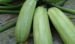 吃绞瓜的好处,夏日消暑、养生的天然佳品