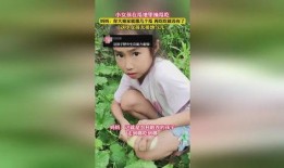 梦见在瓜地里摘瓜吃