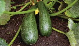 秋季必吃瓜,必吃瓜果盘点