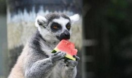 动物吃瓜的视频,动物们的“吃瓜”大作战