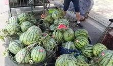 哈尔滨吃瓜事件避雷,揭秘网络谣言背后的真相与避雷指南