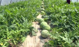 沂源最新吃瓜事件新闻,揭秘网络热议背后的真相