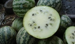 绿宝瓜能直接吃吗怎么吃,直接享用还是烹饪佳品？