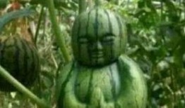 朋友吃瓜了,朋友吃瓜背后的那些事儿