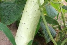 摘瓜怎么吃才好吃,解锁美味瓜果的多样食法