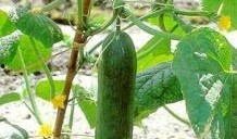 谁有唐山吃瓜视频