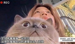 猫咪在线免费吃瓜,在线免费畅享萌宠趣味时光