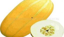 马可波罗吃瓜,探寻异国风情的趣味瞬间