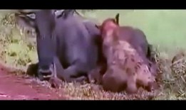 黑马闹腾吃瓜视频,揭秘网络热点的背后故事