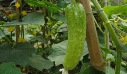 没种的瓜和豆瓜怎么吃才好吃,探索未种瓜豆的独特食用方法