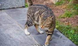 大金牙猫吃瓜群众,吃瓜群众的趣味生活