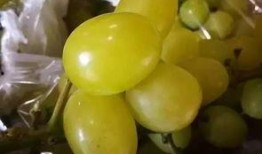 广西柳州吃瓜爆料,揭秘柳州街头美食风云录