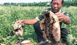 沂源最新吃瓜事件新闻,揭秘网络热议背后的真相