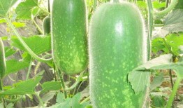 葫首瓜可以吃吗,揭秘其食用价值与食用方法