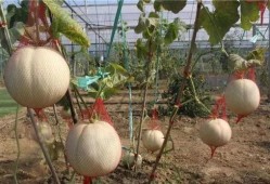 乐娱吃瓜,揭秘娱乐圈那些不为人知的幕后故事