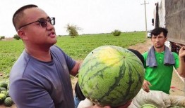 介休吃瓜新闻,揭秘当地热点事件背后的真相