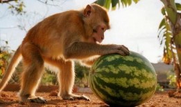 猴子吃瓜故事寓意,贪婪与智慧的寓言启示