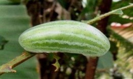 小西瓜在吃瓜,小西瓜的甜蜜瓜趣之旅