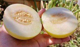 减肥可以吃甜心瓜