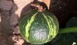 孕早期吃贝贝瓜好吗,营养健康两不误