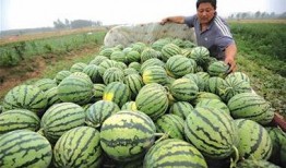 凉山人民吃瓜,瓜果飘香，共享丰收喜悦