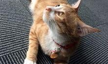 动物世界吃瓜群众,揭秘吃瓜群众的趣味观察