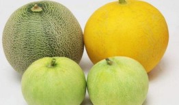 吃瓜为什么会卡嗓子,揭秘瓜果食用时的安全隐患