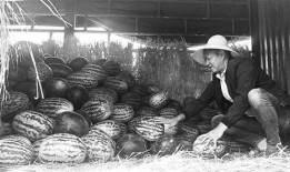 郸城吃瓜群众事件视频,一场网络舆论的风暴与反思