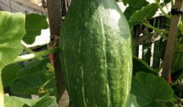 吃瓜的神奇反应,揭秘神奇反应背后的奥秘