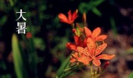 大暑吃瓜的诗句,古风诗句中的夏日清凉