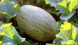 吃哈密瓜和青瓜舌头烂了,哈密瓜与青瓜引发舌头烂痛之谜