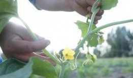 被浇灌的白莲花作者 吃瓜群众,吃瓜群众视角下的网络热词解析
