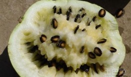 生酮吃籽瓜,健康美味两不误的神奇瓜果