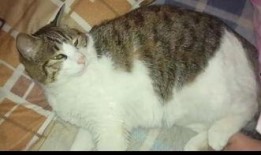 大金牙猫吃瓜群众,吃瓜群众的趣味生活