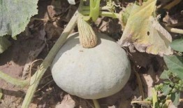 新疆吃哪的瓜,探寻新疆特色瓜果之旅