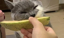 猫可以吃哈密瓜吗,哈密瓜在猫饮食中的适宜性探讨